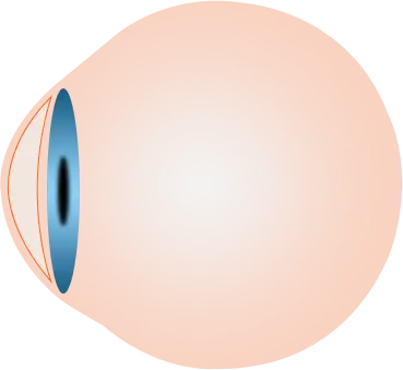 Eyes on Brickell: Normal Cornea Eye