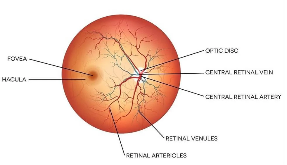 Eyes on Brickell: What is Retinal Eye Exams